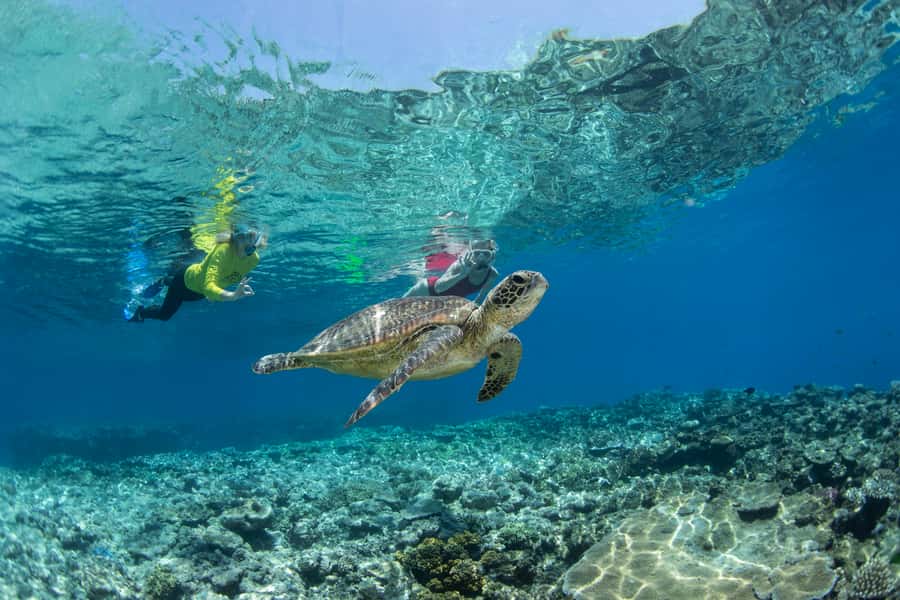 Cairns: Silverswift 3 Great Barrier Reef Sites in 1 Day - Key points before you book