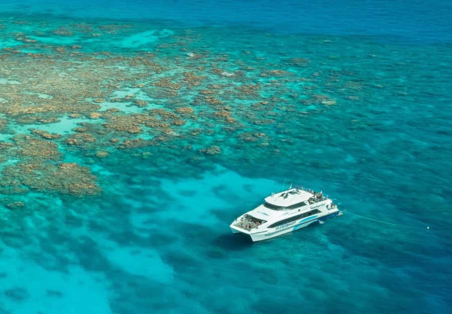 Cairns: Silverswift 3 Great Barrier Reef Sites in 1 Day - Should you book this Outer Reef day?