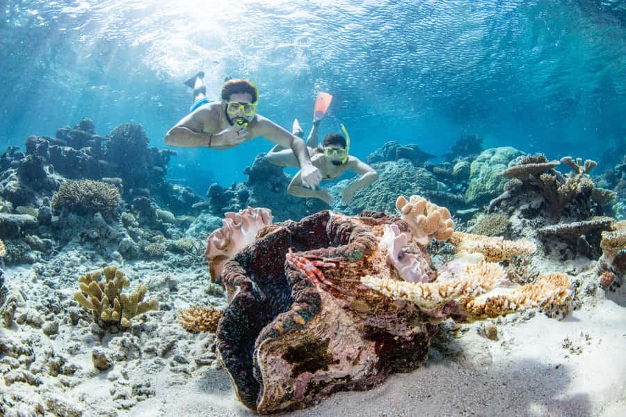 Cairns: Silverswift 3 Great Barrier Reef Sites in 1 Day - From Cairns to the Outer Reef in 80 minutes