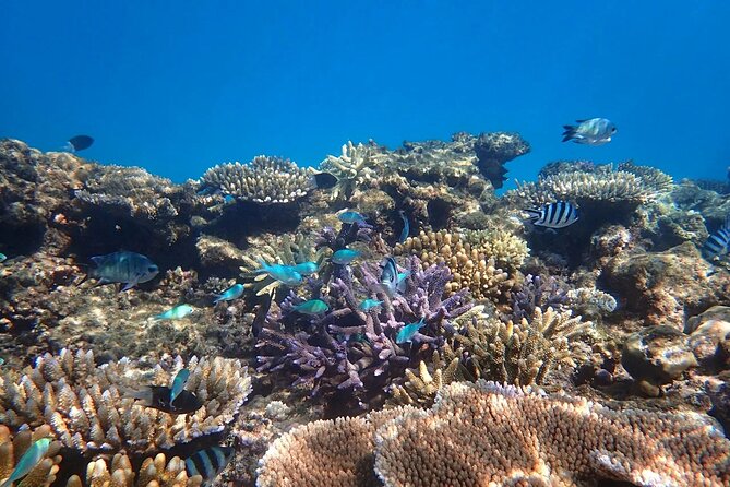 Cairns: Small Group | Outer Reef Snorkel & Dunk Island - Key points to know before booking