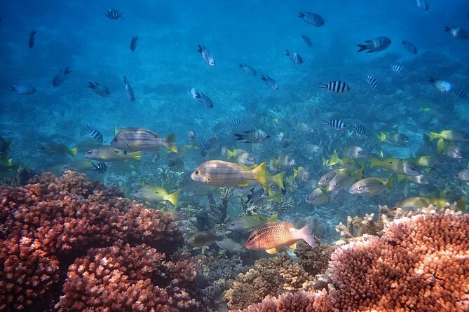 Cairns: Small Group | Outer Reef Snorkel & Dunk Island - Three to four hours at Beaver Cay and Reef