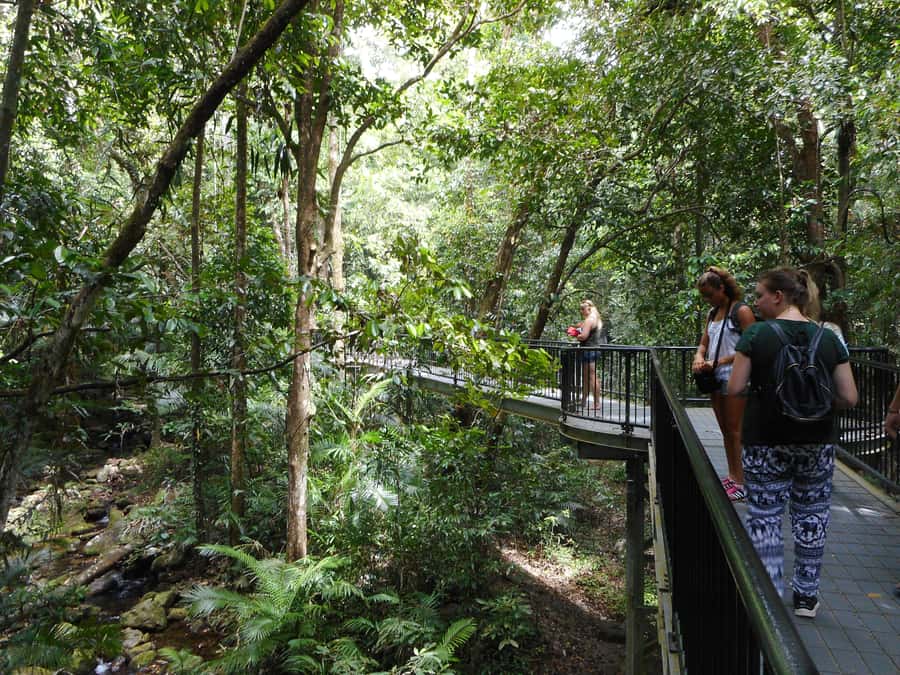 Cairns: Waterfall and Daintree Rainforest Tour - 2 Day Tours - Key points to know before booking