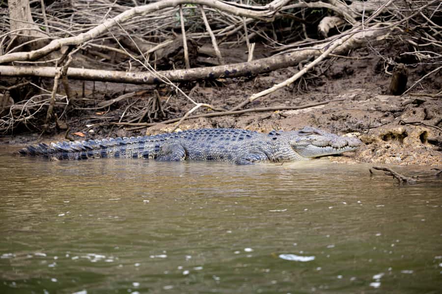 Cairns: Waterfall and Daintree Rainforest Tour - 2 Day Tours - Day two: the road to Mossman Gorge