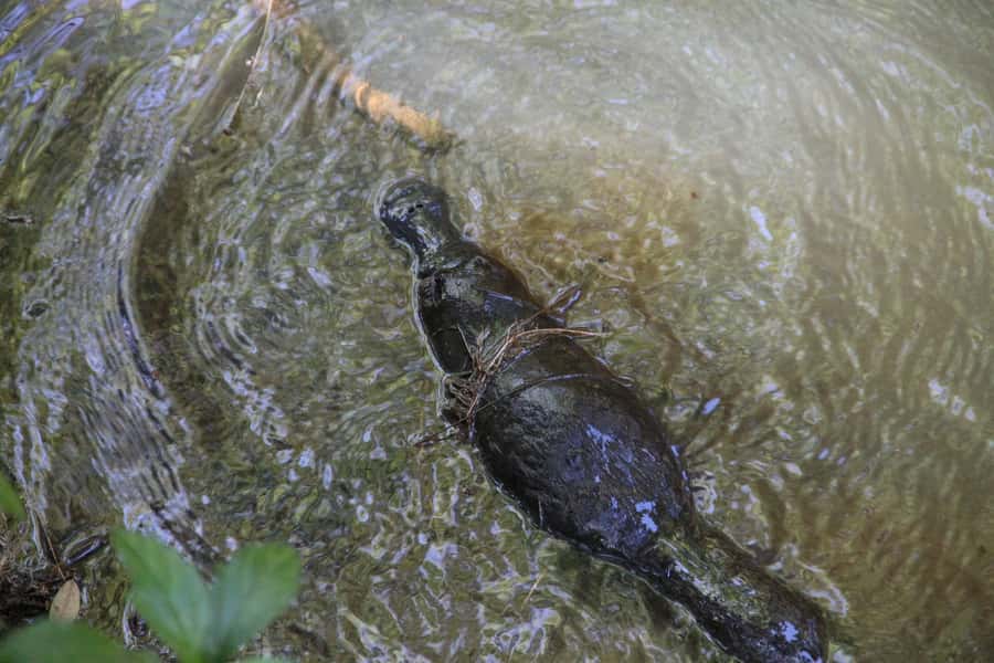 Cairns: Waterfall and Daintree Rainforest Tour - 2 Day Tours - A cultural stop that deserves your attention