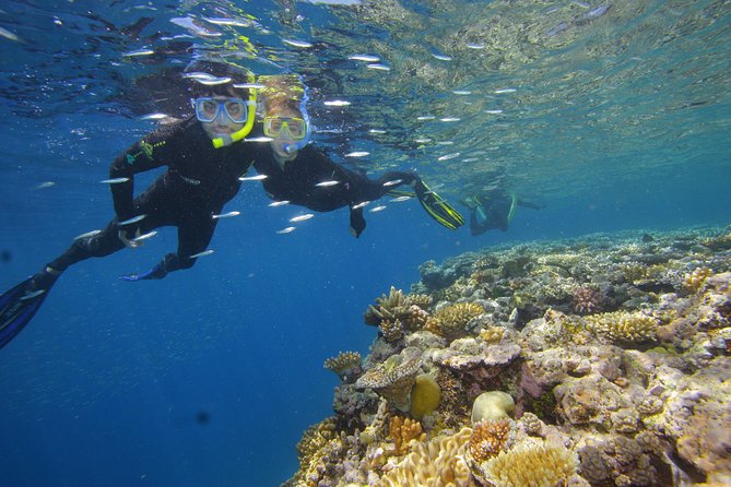 Calypso Outer Great Barrier Reef Cruise from Port Douglas - Third site: more time for coral and wildlife