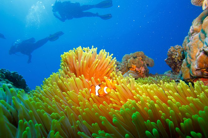 Calypso Outer Great Barrier Reef Cruise from Port Douglas - Is the $227.37 price fair?