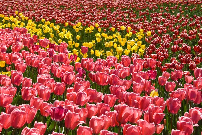 Canberra Day Trip from Sydney - What the price includes, and what it does not