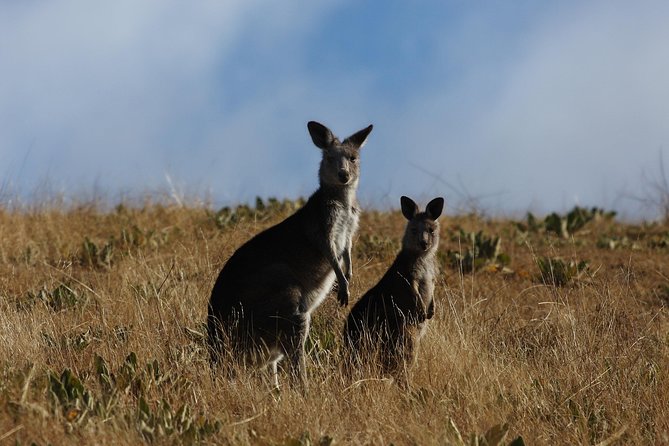 Canberra Day Trip from Sydney - The small-group tradeoff