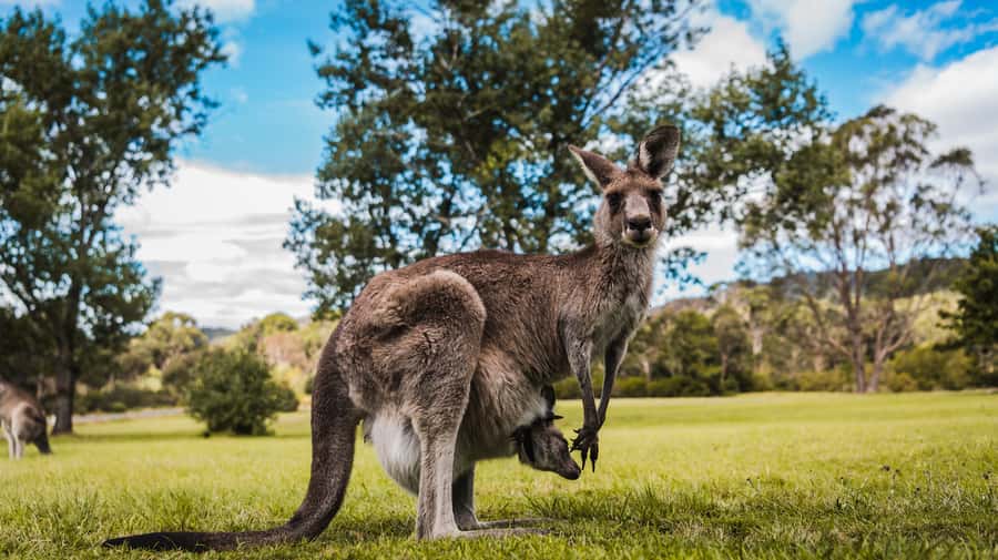 Canberra: Kangaroos and Koala Experience Tour - FAQ