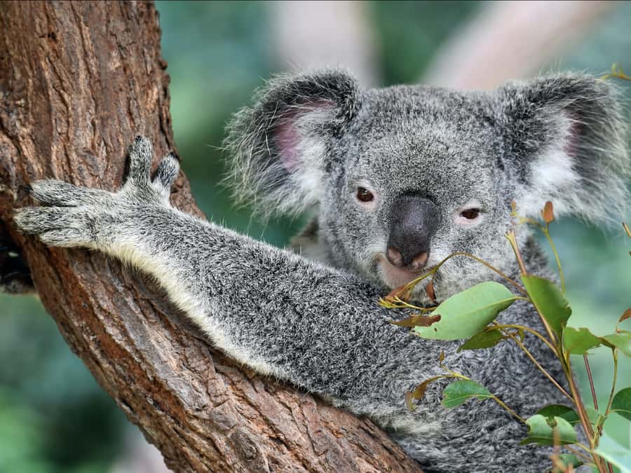 Canberra: Kangaroos and Koala Experience Tour - What the four hours feel like