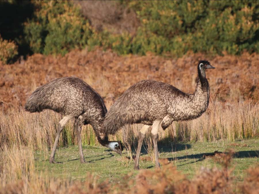 Canberra: Kangaroos and Koala Experience Tour - Why the guide matters