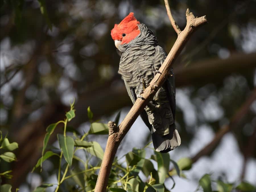 Canberra: Kangaroos and Koala Experience Tour - Wildlife spotting inside Tidbinbilla Nature Reserve