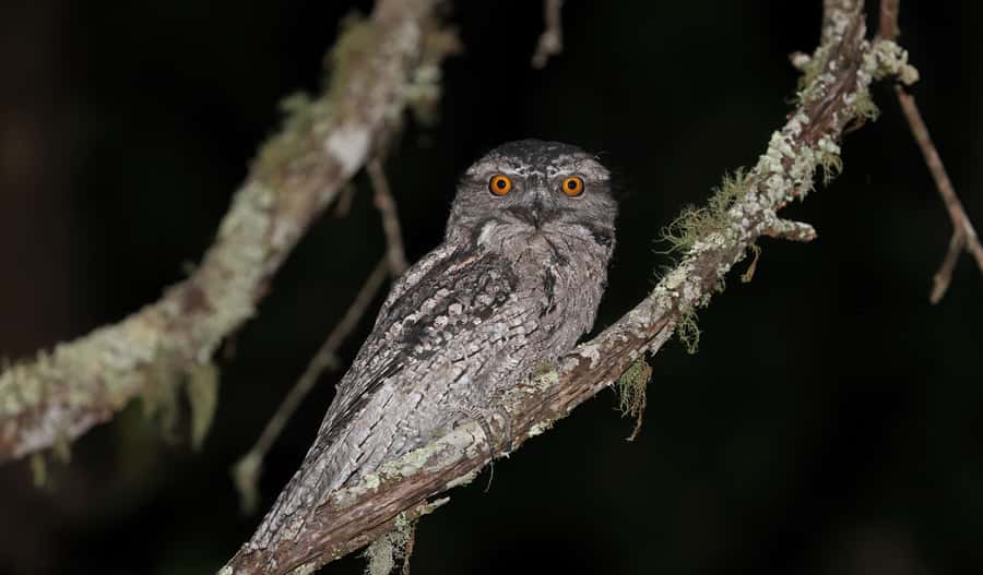 Cape Tribulation: Daintree Rainforest Night Walk Tour - Why the rainforest works better after sunset