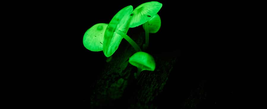 Cape Tribulation: Daintree Rainforest Night Walk Tour - Five minutes to prepare for the dark