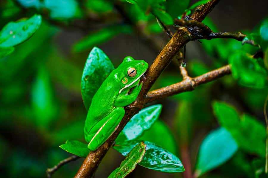 Cape Tribulation: Daintree Rainforest Night Walk Tour - The short walk into the forest