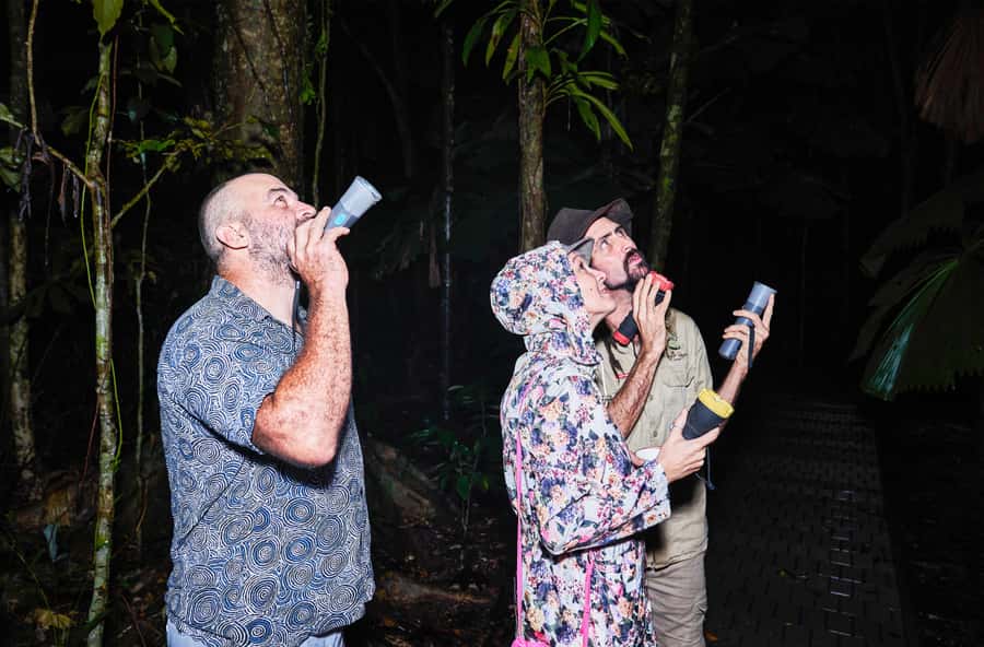 Cape Tribulation: Daintree Rainforest Night Walk Tour - What you might see, and what you might miss