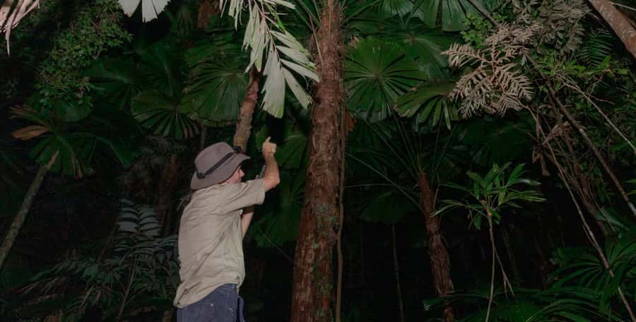 Cape Tribulation: Daintree Rainforest Night Walk Tour - Is $38 good value?