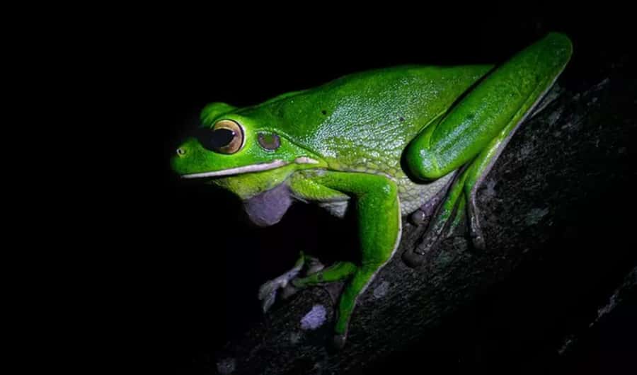 Cape Tribulation: Daintree Rainforest Night Walk Tour - Meeting at Ferntree Rainforest Lodge