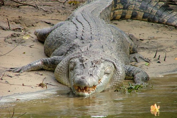 Cape Tribulation Day Tour from Cairns - Lunch, snacks, and the value of $157.08