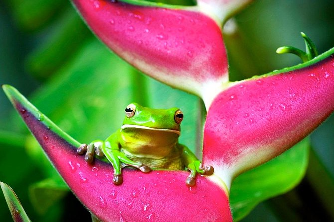 Cape Tribulation, Mossman Gorge and Daintree Rainforest Day Tour - Mossman Gorge: the day’s best active stop
