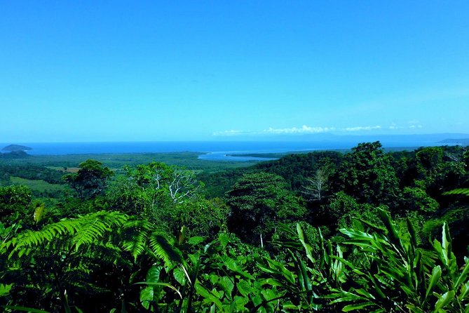 Cape Tribulation, Mossman Gorge and Daintree Rainforest Day Tour - Boardwalks near Cape Tribulation