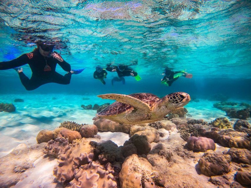 Cape Tribulation Ocean Safari - Great Barrier Reef Adventure - Booking advice and final verdict