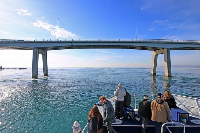 Cape Woolamai Sightseeing Cruise from San Remo - Key points at a glance
