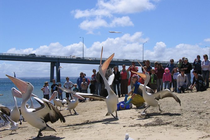 Cape Woolamai Sightseeing Cruise from San Remo - Cape Woolamai’s cliffs, caves and historic sites