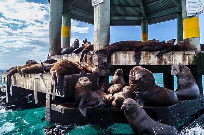 Cape Woolamai Sightseeing Cruise from San Remo - Is $35.14 good value?