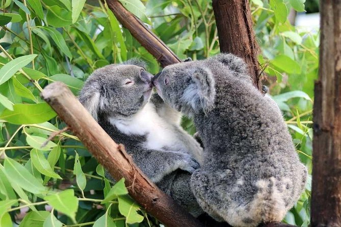 Classic Kuranda by Skyrail and Scenic Railway, Rainforestation & lunch. CKB - Skyrail above the ancient rainforest