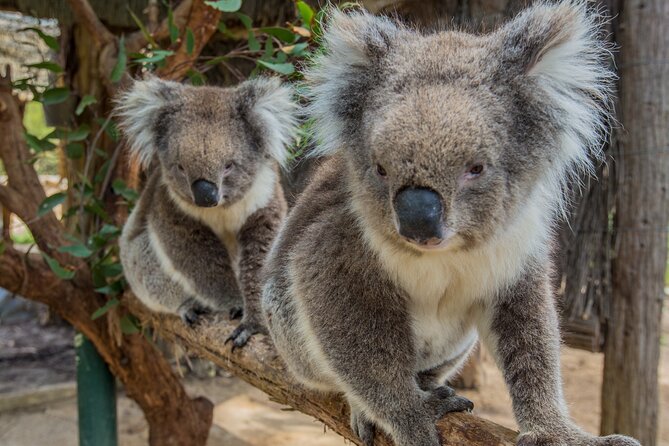 Cleland Wildlife Park Experience - from Adelaide including Mt Lofty Summit - Why this half-day trip works so well from Adelaide