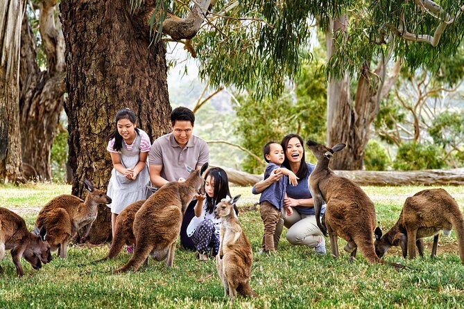 Cleland Wildlife Park Experience - from Adelaide including Mt Lofty Summit - What the small-group transport adds