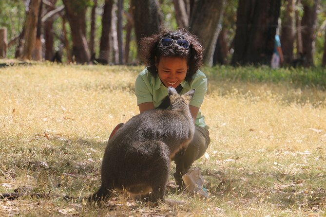Cleland Wildlife Park Experience - from Adelaide including Mt Lofty Summit - Value, limitations, and who should book