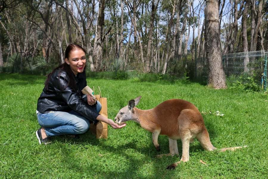 Cleland Wildlife Park Experience with Mount Lofty Summit - Key points to know before booking
