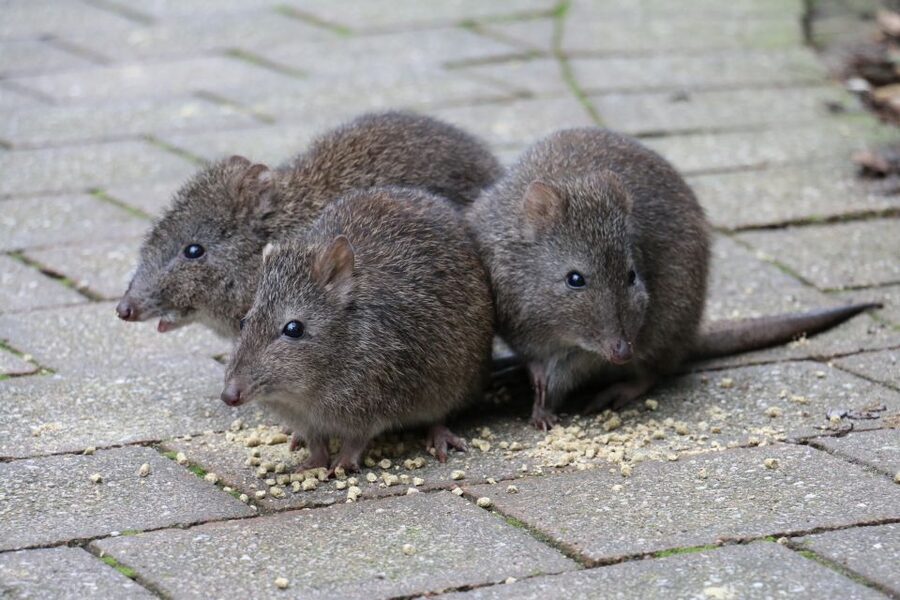 Cleland Wildlife Park Experience with Mount Lofty Summit - Who should choose this experience?