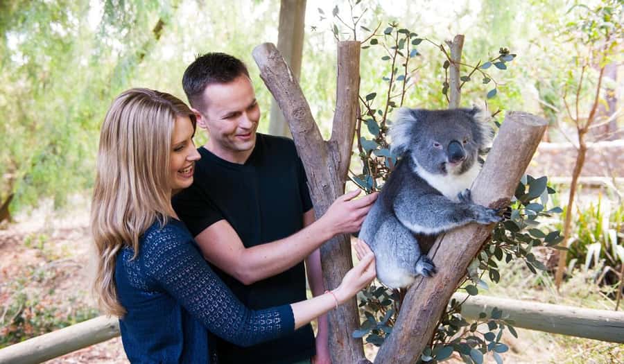 Cleland Wildlife Park Experience with Mount Lofty Summit - Mount Lofty Summit gives you the big Adelaide view