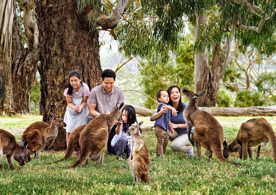 Cleland Wildlife Park Experience with Mount Lofty Summit - The koala encounter is the tour’s main draw