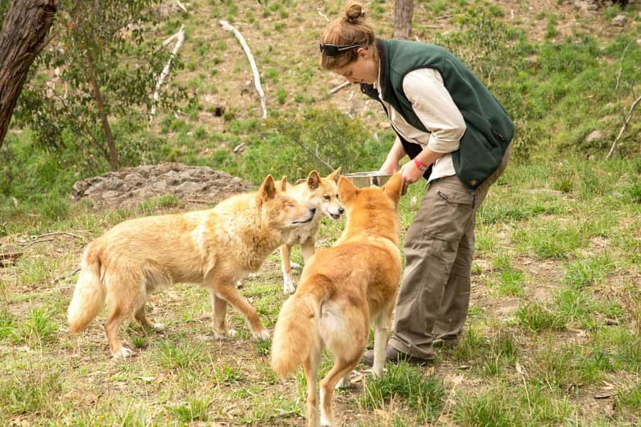 Cleland Wildlife Park Experience with Mount Lofty Summit - Feeding kangaroos makes the park feel personal
