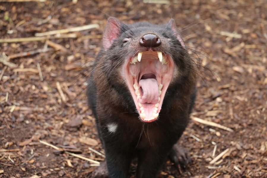 Cleland Wildlife Park Experience with Mount Lofty Summit - What the five-and-a-half-hour schedule feels like