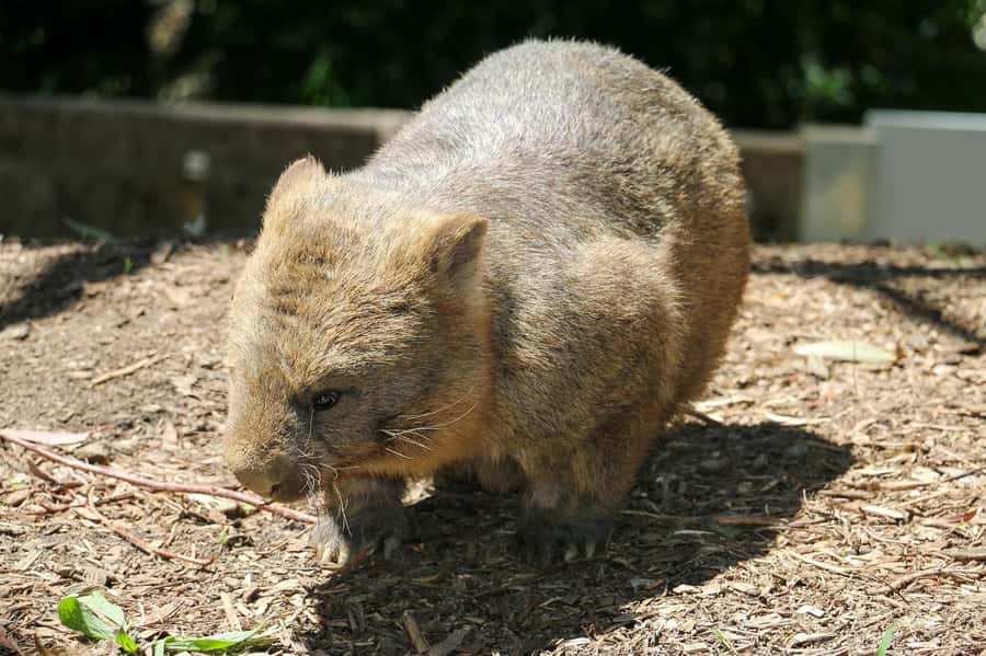 Cleland Wildlife Park Experience with Mount Lofty Summit - Food, weather, and what to bring