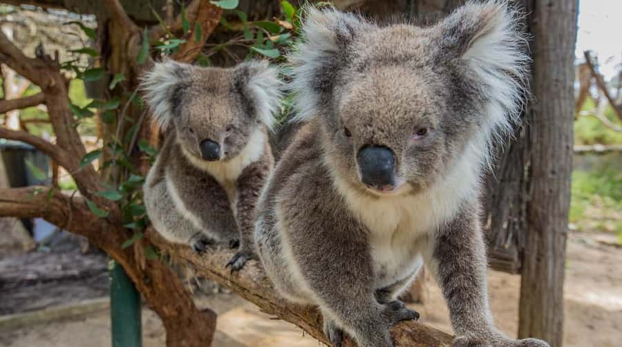Cleland Wildlife Park Experience with Mount Lofty Summit - Cleland’s open bush setting changes the animal visit
