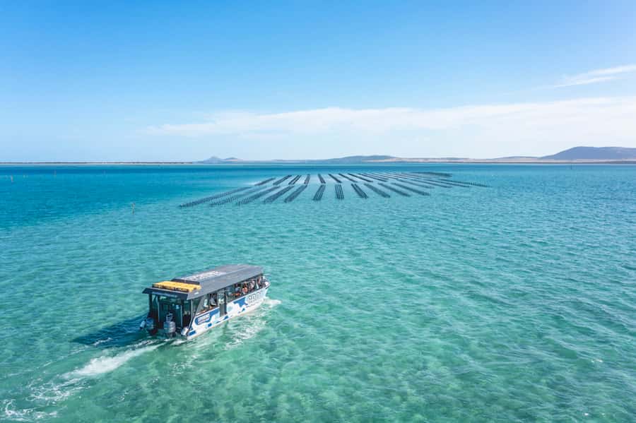 Coffin Bay: Oyster Farm Boat Tour with Wading & 12 Oysters - Is $130 good value?