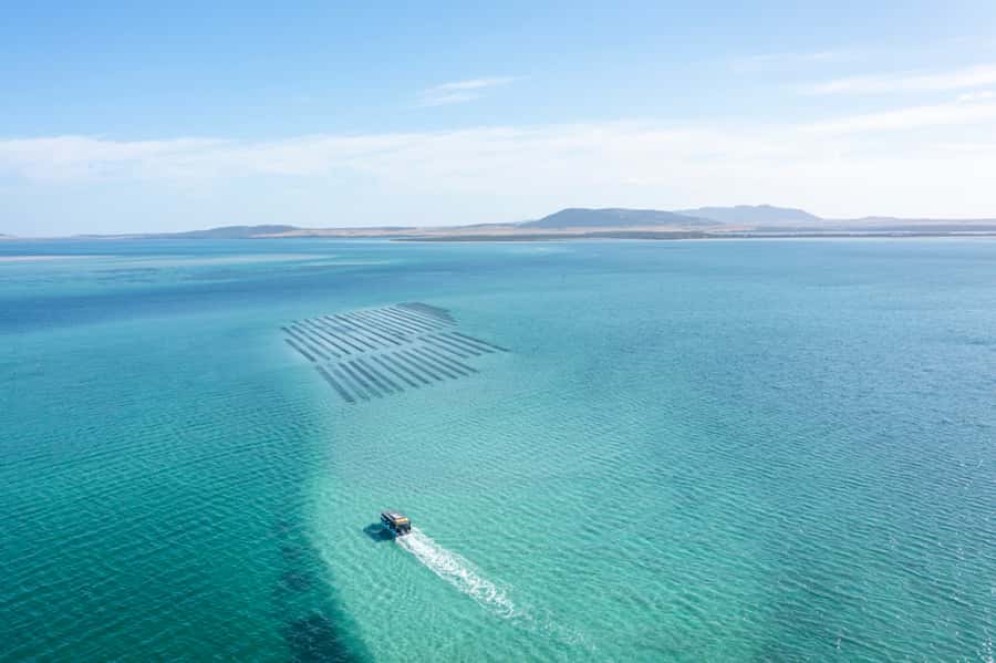 Coffin Bay: Oyster Farm Boat Tour with Wading & 12 Oysters - What to bring for the best day on the bay