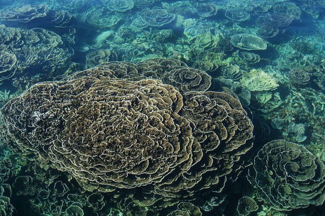 Coral Bay 1-Hour Coral Viewing - The coral condition is worth checking first
