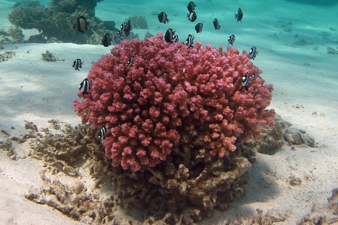 Coral Bay 1-Hour Coral Viewing - What you may see from the boat