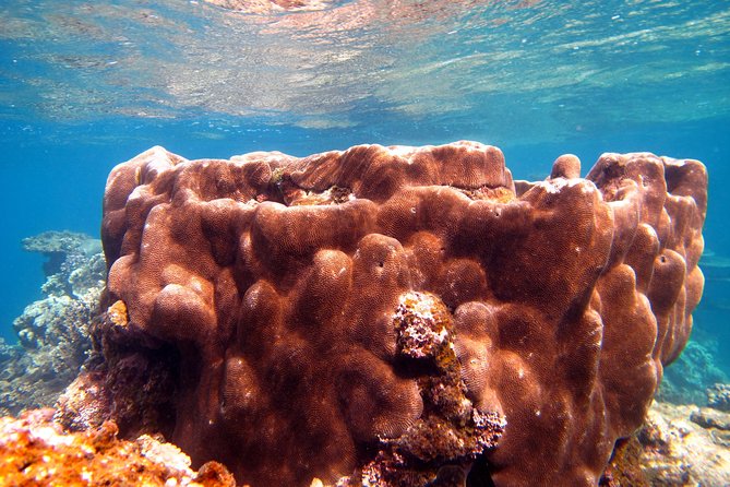 Coral Bay 1-Hour Coral Viewing - When this tour fits your Coral Bay plans