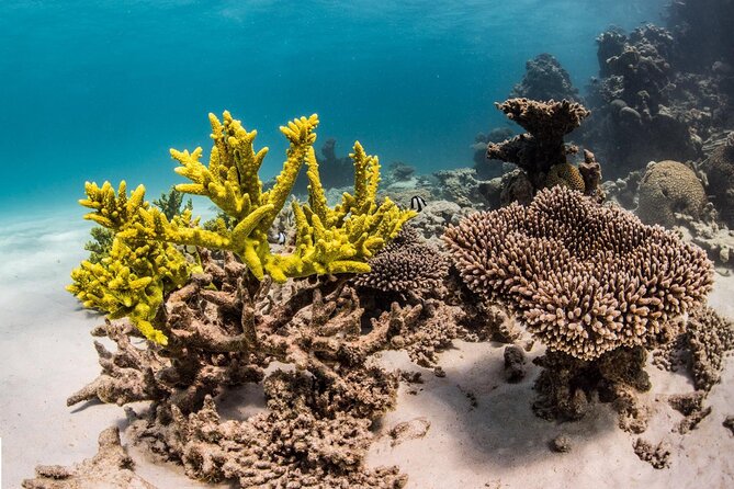 Coral Bay 2-Hour Coral Viewing and Snorkeling - Booking, cancellation, and weather details