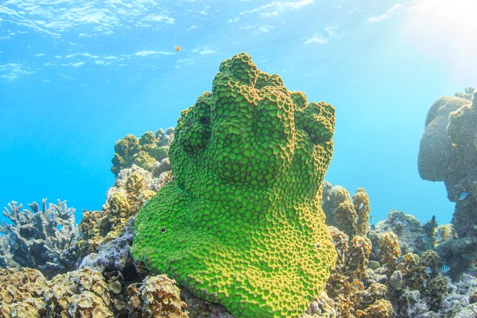 Coral Bay: 2-Hour Coral Viewing and Snorkeling - The Nhanya-Ku glass-bottom boat changes the pace