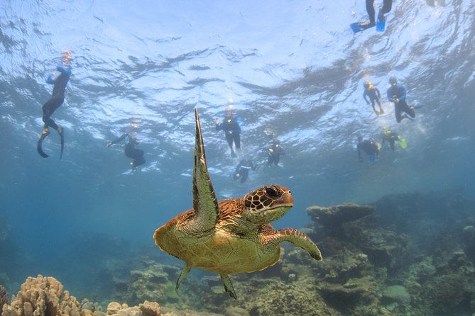 Coral Bay 3-Hour Turtle Ecotour - Turtle watching from Nhanya-Ku