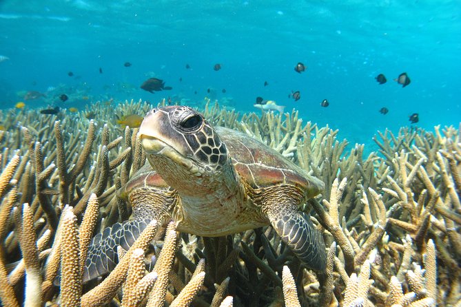 Coral Bay 3-Hour Turtle Ecotour - A three-hour pace with plenty to see